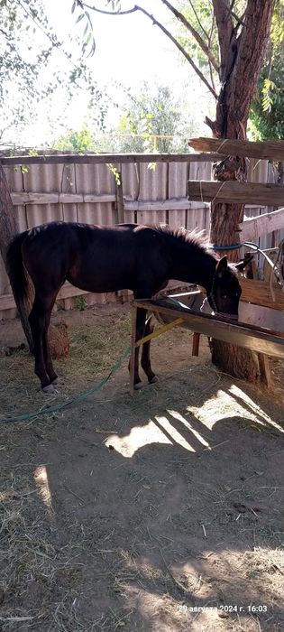 Бие сатылады 840мын