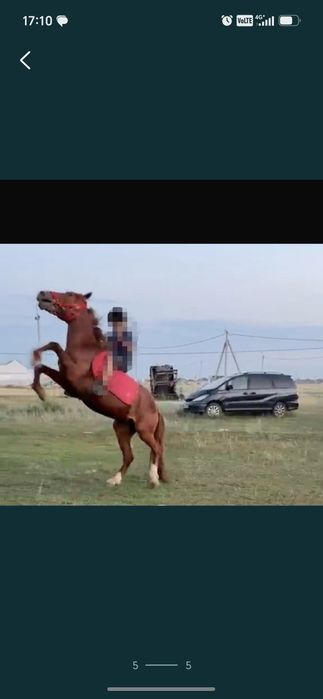 Продается жеребец буденый
