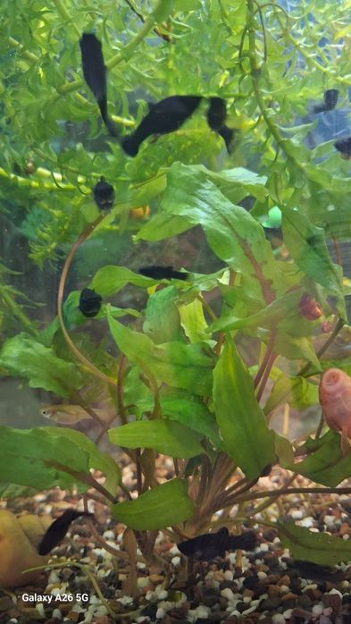 Моллинезия черная