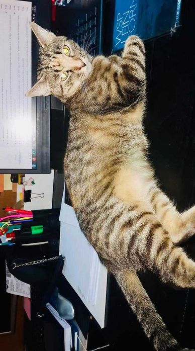 ANUNT IMPORTANT: se cauta stapan pentru o pisica cu personalitate mare