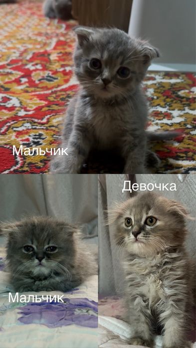 Котята Фолд ищят свою семью