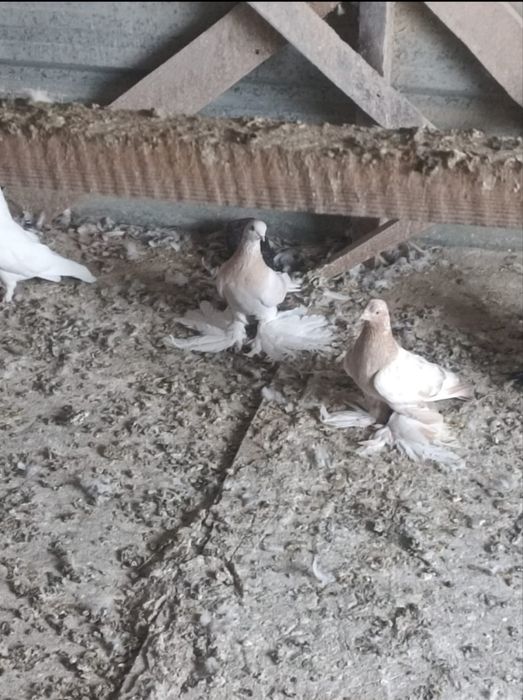 Продам голубей на игре и гребле