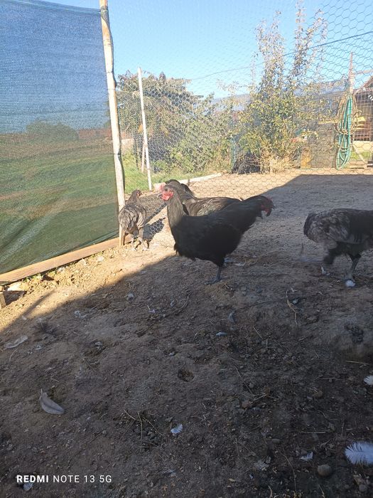 Cocosi australorp