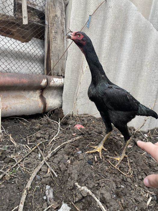 дакан тауыктар сатылады