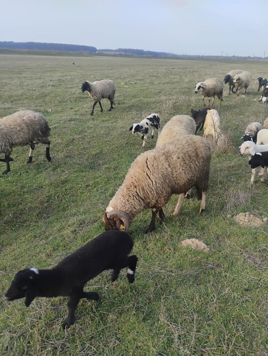 Vand berbeci  carabasi
