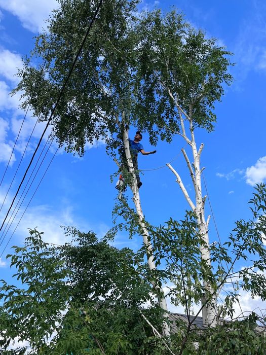 Спил аварийных деревьев