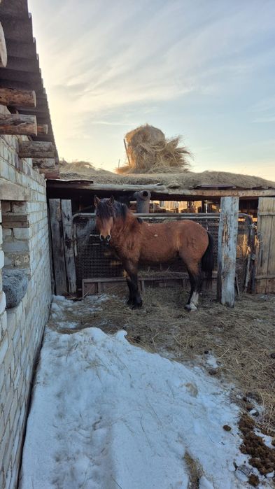Айғыр сатылады Бағасына келісеміз