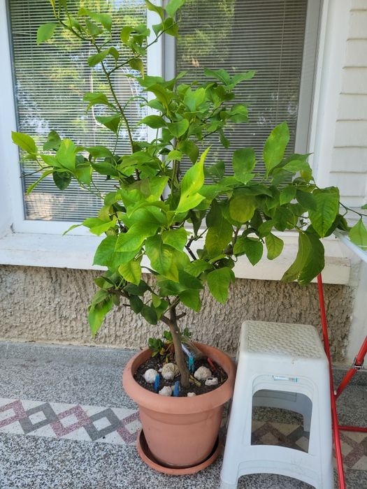 Продава се Къща в с. Островче, Област Разград - 69 кв.м за 813 €/кв.м - Снимка #3