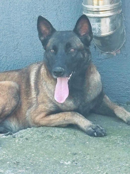 ciobanesc malinois