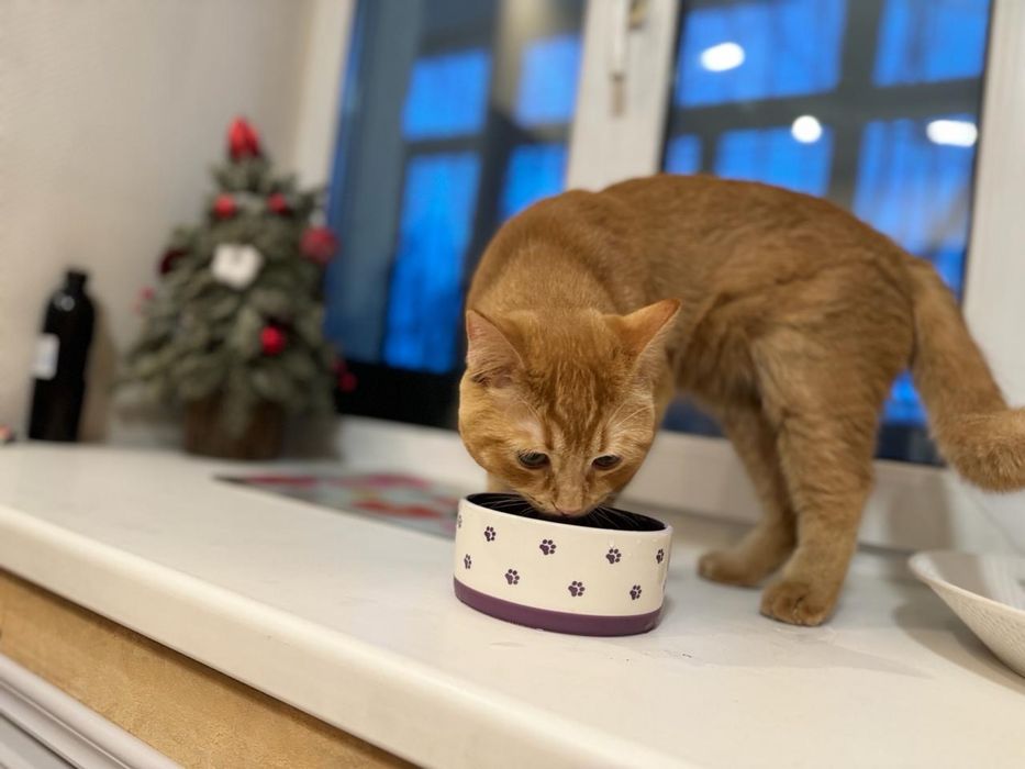 Ищем кошку для вязки кота