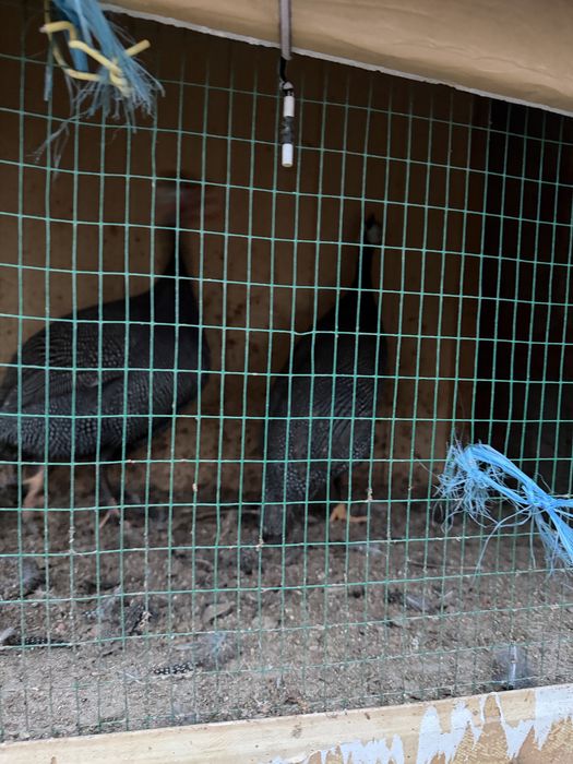 Sesarka sotiladi sog’lom