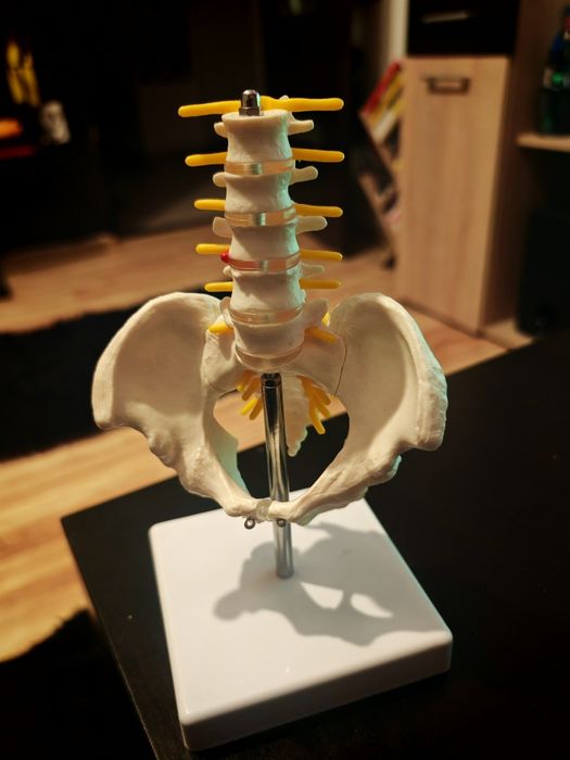 Macheta coloană vertebrală