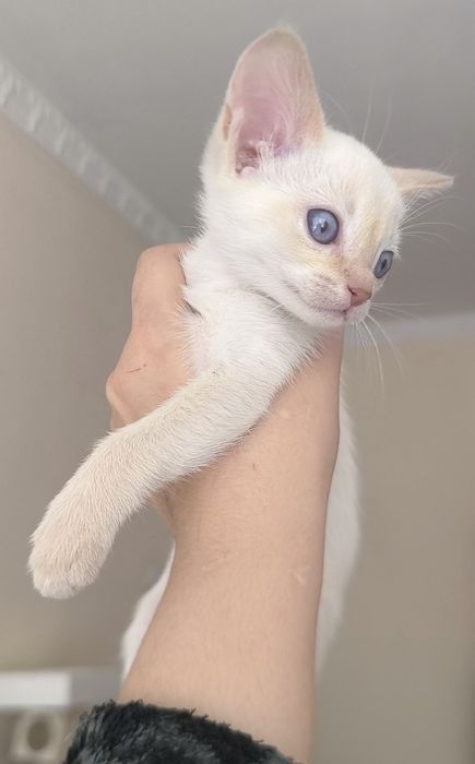 Абиссинский котенок.