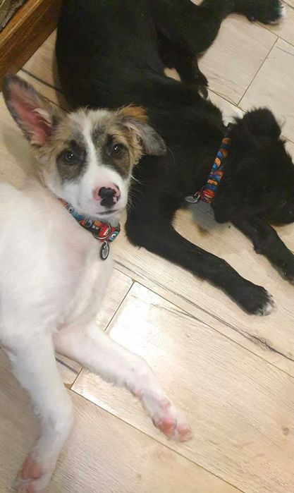 отдам классных щенков в добрые руки