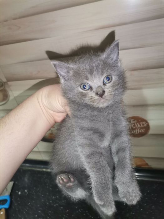 Мушук скотиш фолд