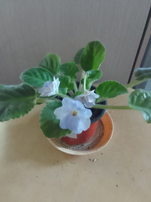 Продам комнатные цветы