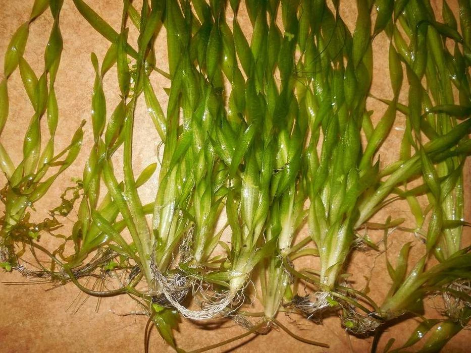 Продам Валлиснерию спиральную.