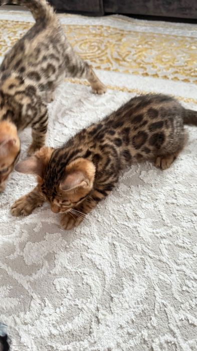 Продаются бенгальские котята девочка и мальчик