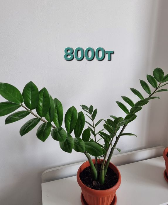 Долларовое дерево (замиокулькас)