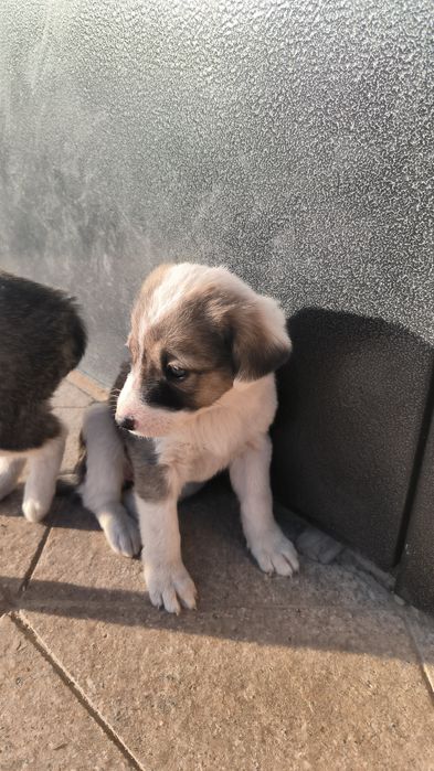 Собаки совершенно бесплатно