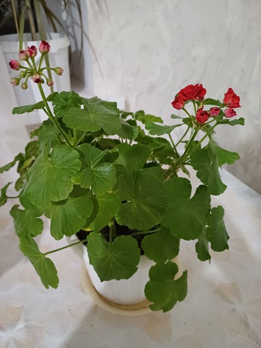 Комнатные растения продам не дорого связи с переездом