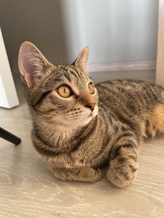 Отдам в добрые руки кота