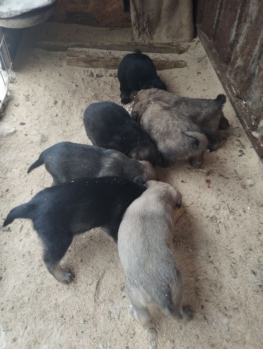 Щенки .22декабря месяц .