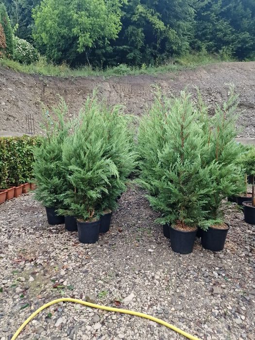 Pepinieră vând chiparos leylandii