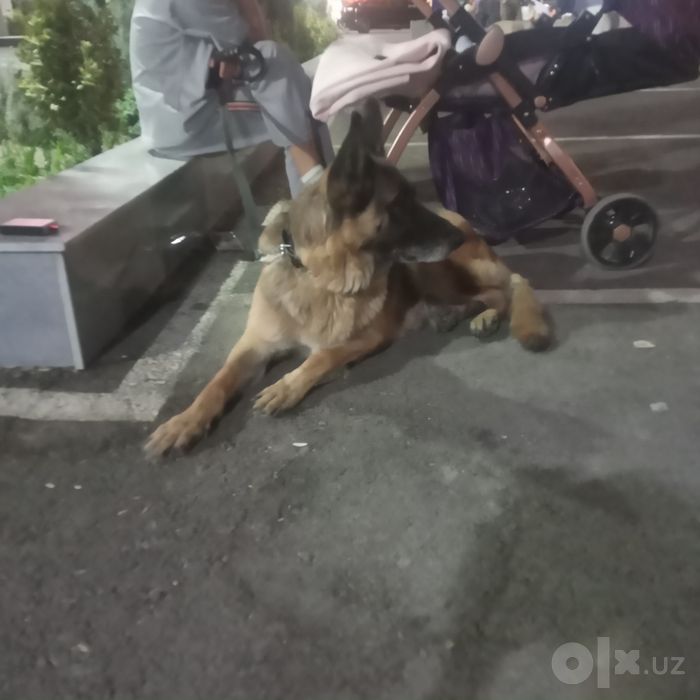 Хорошо немецкий овчарка