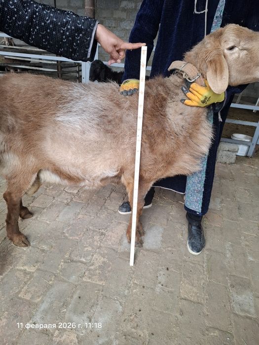 Арашан Кучкор сотилади...