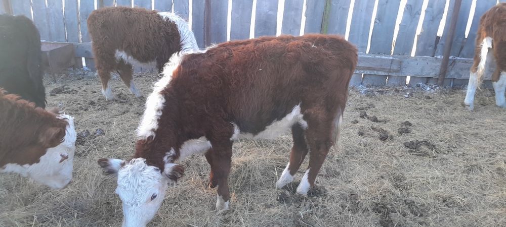 5 бас ақбас баспақтар сатылады ұрғашы 2025 жылқылар.