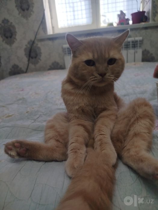 Отдам в хорошие руки Кота Лиловый Британец