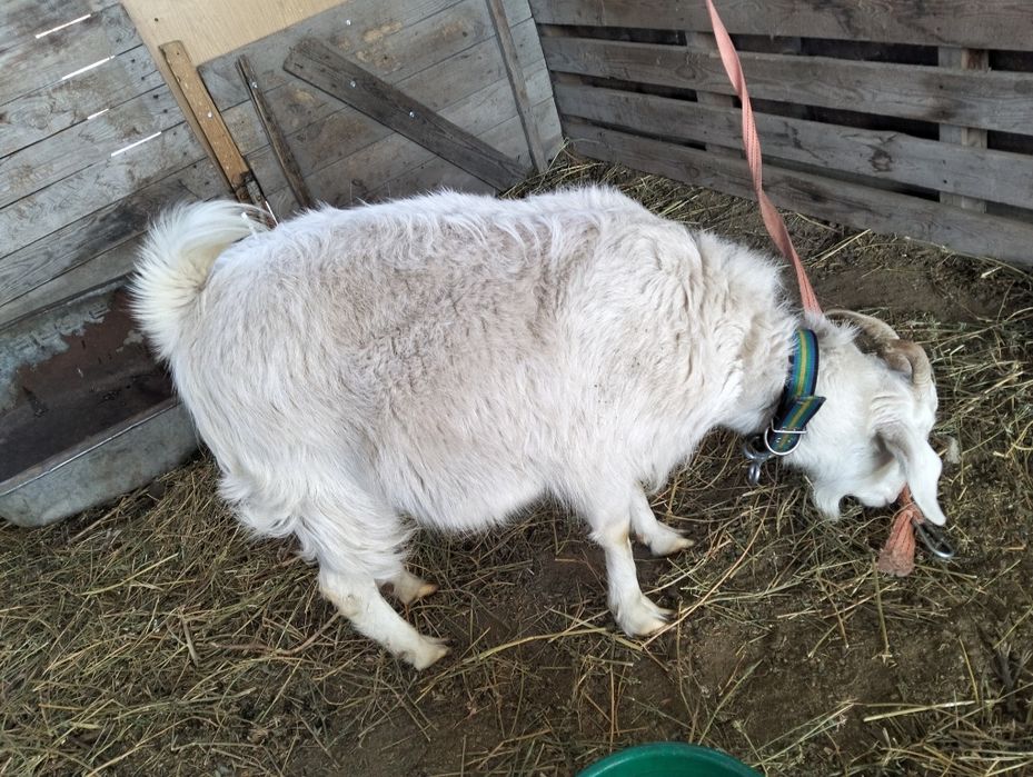 Продам козу зааненскую