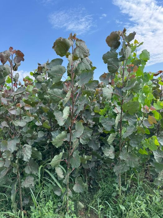 Саженцы все виды