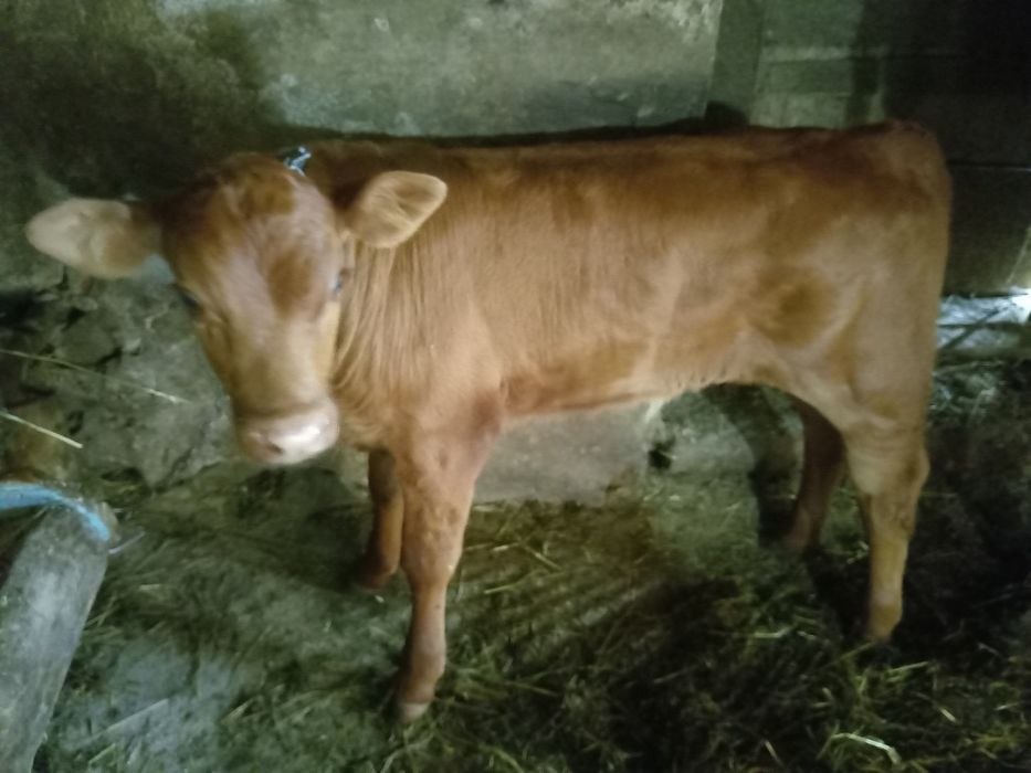 Vând vițel de o luna jumate