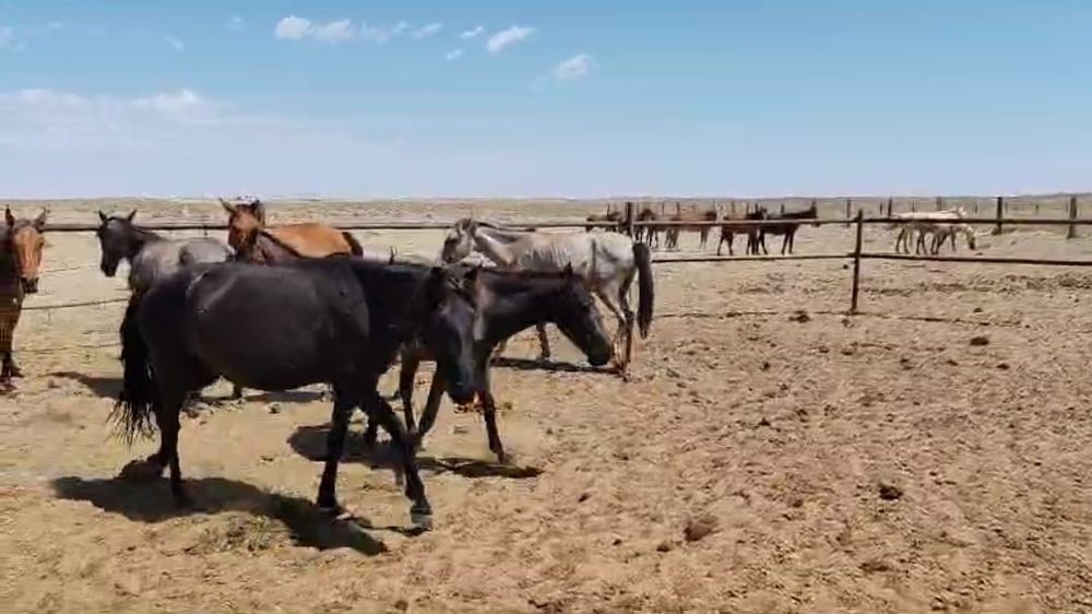 Бір үйір Жылқы сатылады. 13 бас