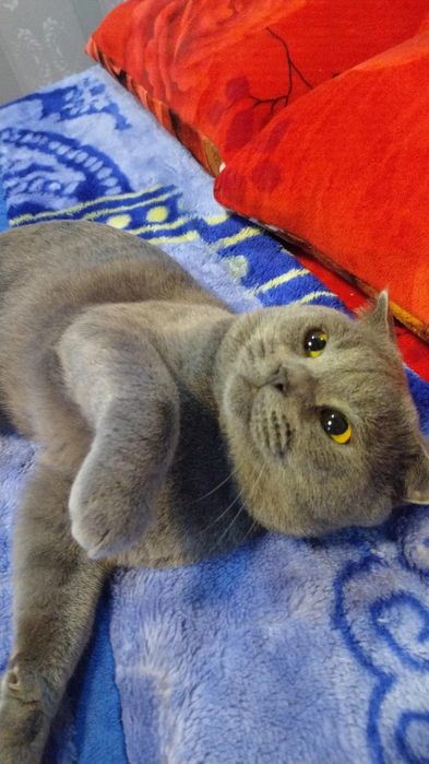 Mushuk Scottish fold erkak soglom