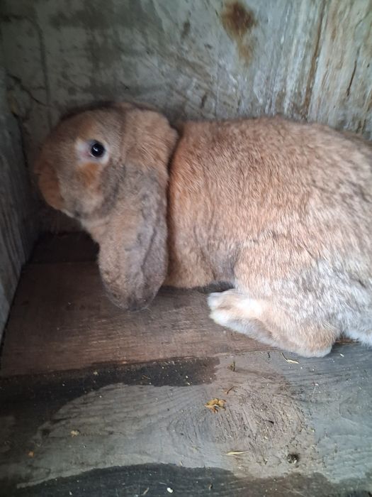 Vând mascul berbec german