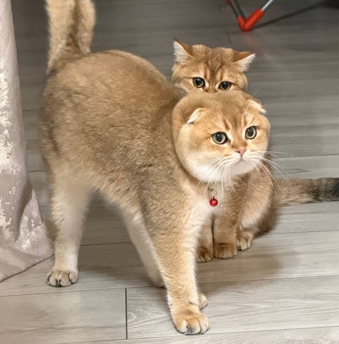 Котята Британской золотой шиншилы Скоттиш-страйт