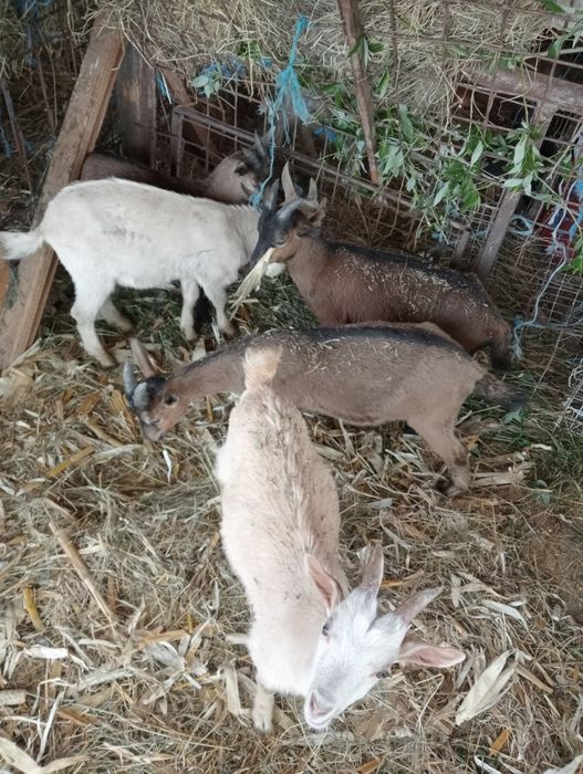 Vând iezi din rasa Alpină franceză și Saanen