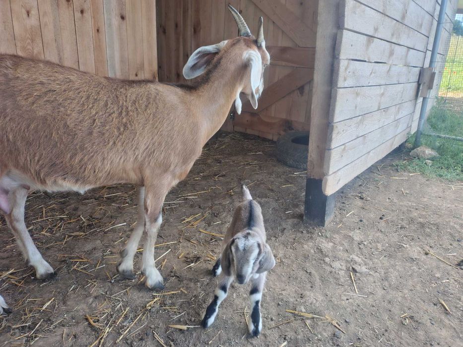 Мъжко козле Мини Нубиан (Mini Nubian), родено на 14.06.2026 г.