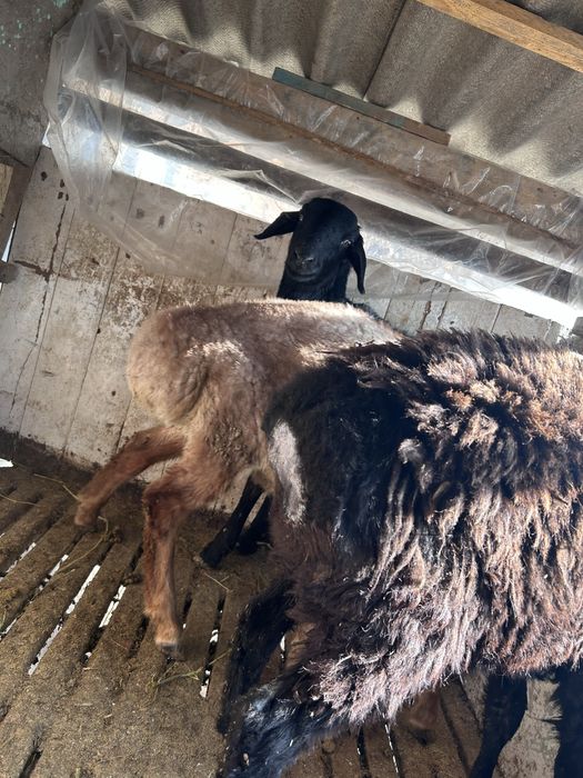 Кошкар бар аппеттитеры жаксы