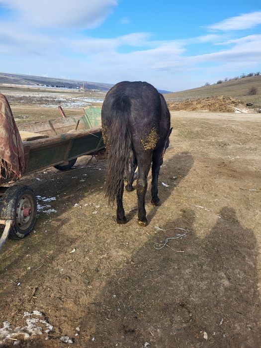 Mānza de un an si jumate de vnzare