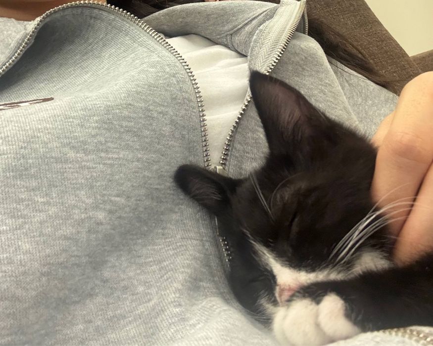 Отдаем котенка в добрые руки