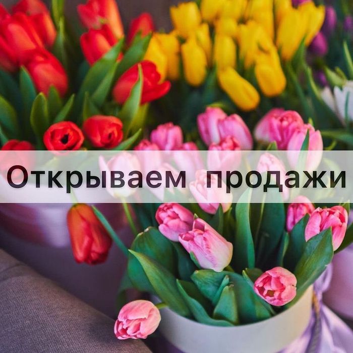 Тюльпан, Тюльпаны на 8 марта