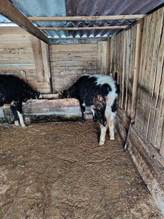 Город Шымкент...