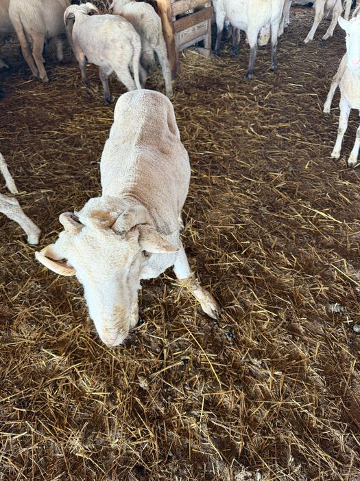 Berbecuți grași pentru tăiat