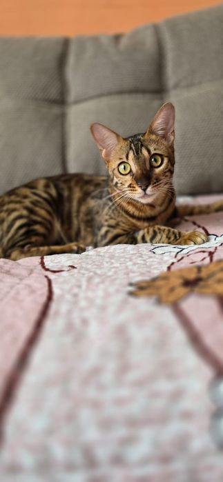 Бенгальская кошка