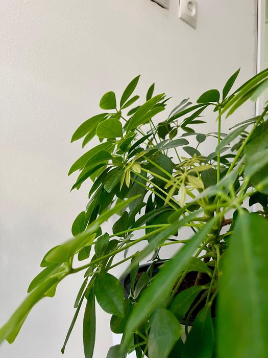 Продам цветы