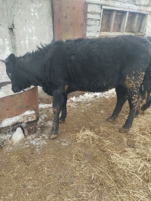 Продам крс     .